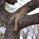 A leopard lounges on a sturdy tree branch, showcasing its natural camouflage in the wild near Mountain View Lodge.