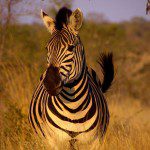 A close-up of a zebra standing in tall grass, captured in the scenic wilderness of Mountain View Lodge.