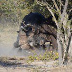 Two elephants wrestling playfully, kicking up dust while interacting in their natural habitat near Mountain View Lodge.