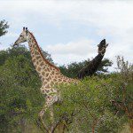 Two giraffes moving gracefully through the bushveld near Mountain View Lodge, blending with the natural landscape.