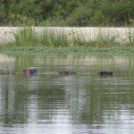 A group of hippos resting in a calm body of water near Mountain View Lodge, surrounded by lush vegetation.