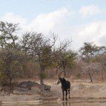 A majestic sable antelope standing near a water source, surrounded by dry trees and bushveld near Mountain View Lodge.