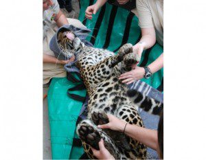 snared leopard one