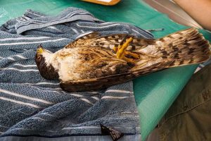 Injured Black Sparrowhawk