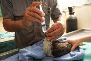 Injured Black Sparrowhawk