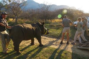 Rhino