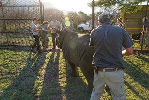Rhino Relocation