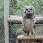 owl