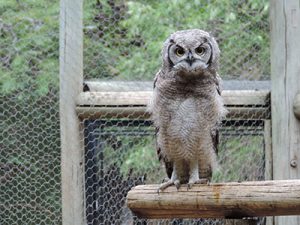 owl