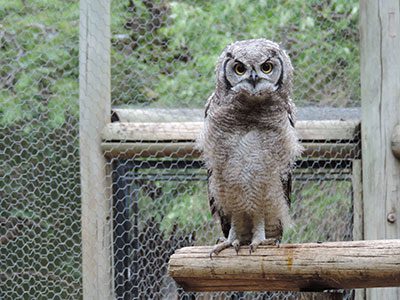 owl