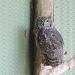owl1