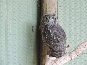 owl1