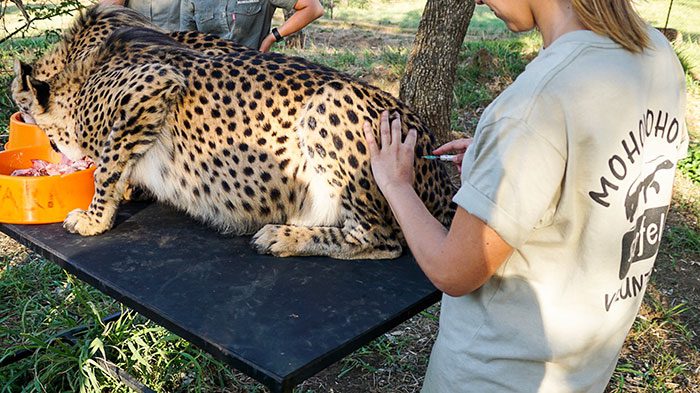 Cheetah Vaccination