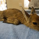 Grey Duiker
