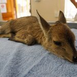 Grey Duiker