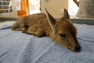 Grey Duiker