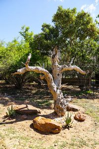 Rehab Gardens
