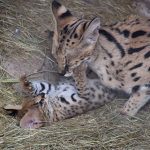 Serval mom and her kittens