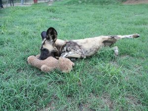 wildog-puppy