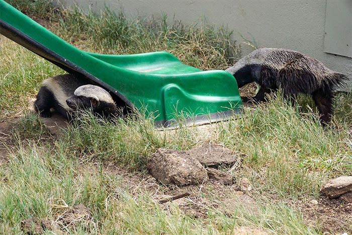 Honey Badger Introduction