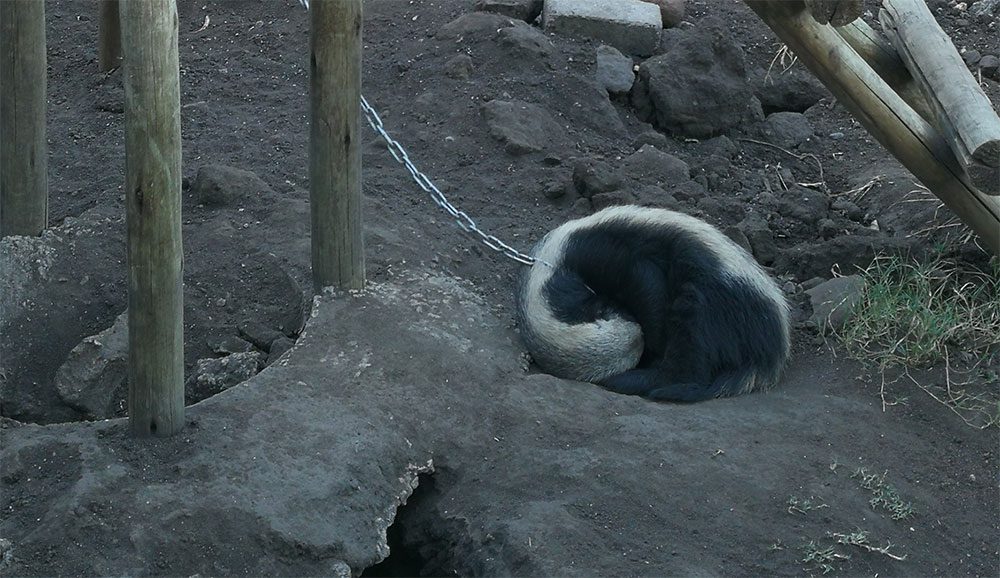 Honey Badgers