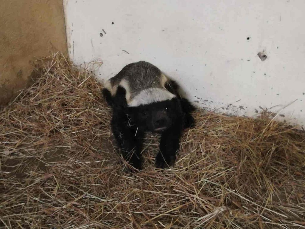 honey badger (1)